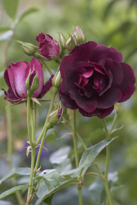Hoa hồng burgundy