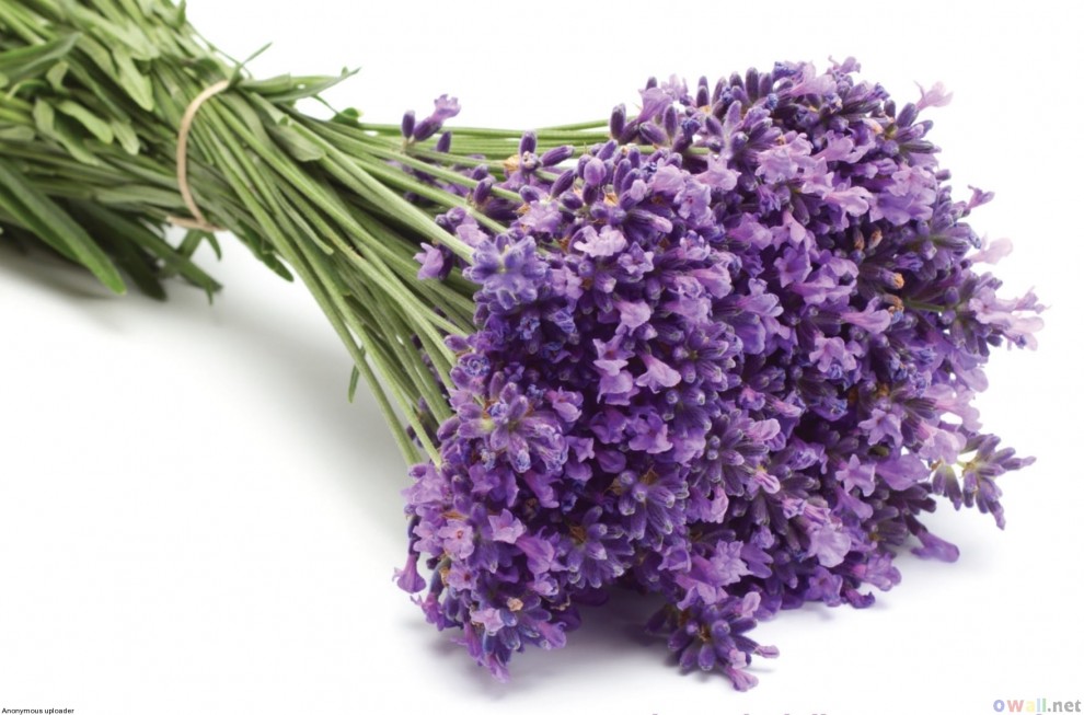 hoa lavender tím